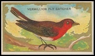 T42 46 Vermillion Flycatcher.jpg